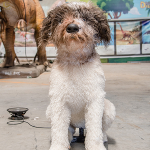 Sgaa47 Chất lượng cao nhà máy tùy chỉnh kích thước lớn trang trại động vật animatronic lợn cho công viên chủ đề - Product Image 6