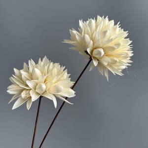 Huahuan Vente en gros personnalisée, fleurs de magnolia séchées conservées populaires sur INS, fleurs de coquille de noix pour la décoration de la maison, de la réception de mariage, des plantes - Product Image 6