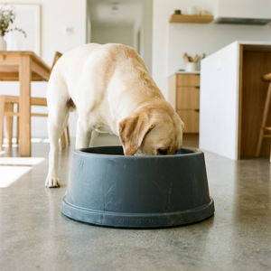 Tazón para Mascotas de Plástico Grueso y Duradero (Tamaños S/M/L), Plato para Comida de Perro en Color Caramelo Brillante - Product Image 5