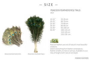 Vente en gros 25-140cm plumes <span class=keywords><strong>de</strong></span> <span class=keywords><strong>paon</strong></span> naturelles plumes <span class=keywords><strong>de</strong></span> queues <span class=keywords><strong>de</strong></span> <span class=keywords><strong>paon</strong></span> pour montage <span class=keywords><strong>de</strong></span> mouches, carnaval sac à dos Costume décorations pour la maison - Product Image 2