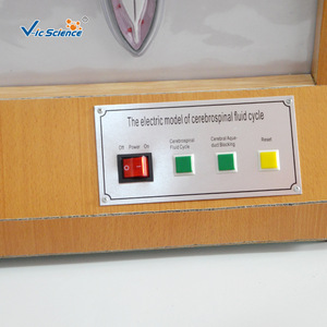 Modèles pédagogiques médicaux de haute qualité, modèles électrodynamiques de circulation du liquide cérébrospinal et matériel pédagogique biologique - Product Image 2
