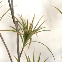 Grandes plantes artificielles en plastique Dracaena en pot, Arbre du sang du dragon, écologiques, durables, réalistes, de haute qualité, décoration verte
