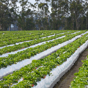 Film de paillage biodégradable en gros pour légumes et fruits - Product Image 1