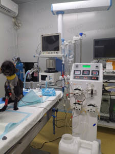 Ucuz Hayvan Hemodiyaliz Makinesi Taşınabilir Hemodiyaliz Makinesi LCD Ekran Dokunmatik Düğmeler Kolay Parametre Ayarı Kolay Kullanım - Product Image 3