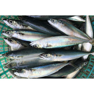 هبوط الصين من نوع ماكريل أزرق بالكامل - Product Image 4