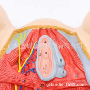 Modèle de périnée féminin, modèle d'anatomie périnéale, modèle d'anatomie gynécologique, modèle d'anatomie reproductive féminine - Product Image 4