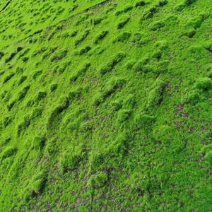 Panneaux de mousse verte artificielle <span class=keywords><strong>pour</strong></span> jardin, décoration murale, tapis de mousse artificielle, panneau végétal, tapis de mousse artificielle <span class=keywords><strong>pour</strong></span> la décoration - Product Image 5
