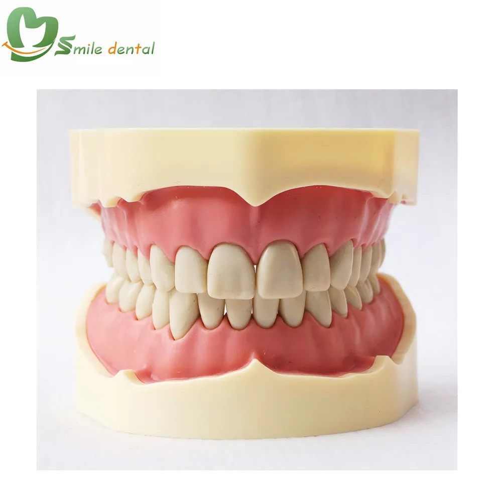 Dental frasaco typodont dientes modelo