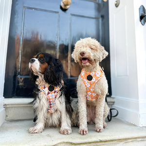 Accessoires pour chiens <span class=keywords><strong>Harnais</strong></span> guimauve Petits chiens <span class=keywords><strong>Bulldog</strong></span> <span class=keywords><strong>Frenchie</strong></span> Ensemble <span class=keywords><strong>harnais</strong></span> et laisse pour chien de luxe personnalisé en gros - Product Image 3