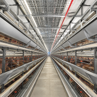 Système de cage à batterie de type H à 8 niveaux pour 100 000 poules pondeuses, équipement avicole automatique, fournisseur Qianmu