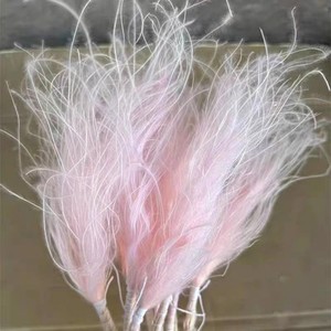 Herbe à plumes, fleur séchée, longue tige, fleur séchée en forme d'aiguille, décoration d'intérieur colorée, accessoires de photographie, vente en gros - Product Image 5