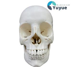 Modelo de cráneo blanco desmontado de 22 partes - Herramienta educativa de anatomía - Product Image 1