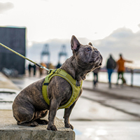 Harnais ergonomique 3D pour chien, sangle réglable, garniture réfléchissante, design pour toutes les races, ensemble de harnais pour chien en néoprène personnalisé