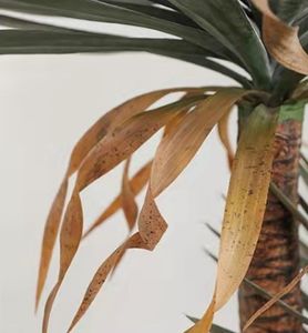 Decoración nórdica para <span class=keywords><strong>el</strong></span> hogar Interior Faux Agave <span class=keywords><strong>planta</strong></span> Artificial <span class=keywords><strong>Maguey</strong></span> árbol Decoración de mesa Artificial verde Agave decoración de la habitación plantas - Product Image 3