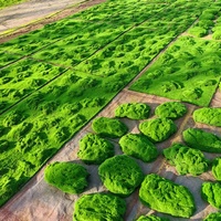 Mousse artificielle d'intérieur résistante au froid, type Sphagnum, pour aménagement paysager intérieur, tapis de sol, mini aquarium et couronnes de mousse.