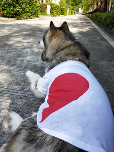 Abbigliamento Coordinato per Proprietari e Cani, Vestiti per Animali Domestici con Motivi a Cuore, Abbigliamento Abbinato per Cani e Umani all'Ingrosso - Product Image 2