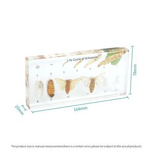 शिक्षण उपकरण के लिए स्पष्ट सिल्कवर्म जीवन चक्र नमूना - Product Image 5