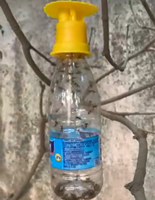 Piège à mouches efficace en plastique solide miniature, leurre phéromone pour mouches des fruits Bactrocera Dorsalis Cucurbitae, écologique, étanche, résistant au soleil