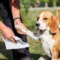 Tisu Basah Hipoalergenik Grosir untuk Anjing Kucing, Sekali Pakai, Penghilang Bau, Pembersih Cakar, Bokong, dan Wajah untuk Hewan Peliharaan