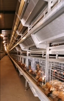 Nouvelle Offre Spéciale : Cage à Poulets en Acier Galvanisé à 4 Niveaux Type H pour l'Élevage de 5000 Poules Pondeuses en Batterie pour Ferme Avicole