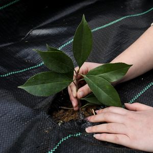 יריעת כיסוי קרקע מפוליפרופילן שחורה, מחסום עשבים עם הגנה מפני קרינת UV, כיסוי קרקע חקלאי לגידולי עצים - Product Image 3