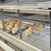 Offre Spéciale – Cage à Poules Pondeuses Automatique Type H pour 10 000 Oiseaux – Idéale pour l'Élevage Avicole – Prix Compétitifs pour l'Élevage de Poules Pondeuses en Batterie
