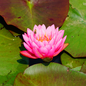Nymphaea 'Zi Li' - Une <span class=keywords><strong>plante</strong></span> aquatique adaptée aux bassins de jardin et aux serres - Nénuphar 'Zi Li' - Product Image 5
