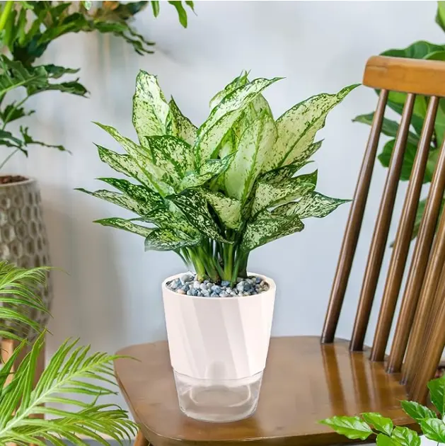 Vaso de plástico auto-regador para plantas com corda de pavio, uso interno e externo