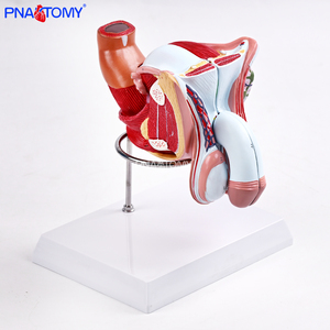 Modelo de Sistema Genital y Urinario Masculino de Tamaño Real, 4 Partes Desmontables, Herramienta de Enseñanza Anatómica, Material de PVC, Regalo Médico - Product Image 2