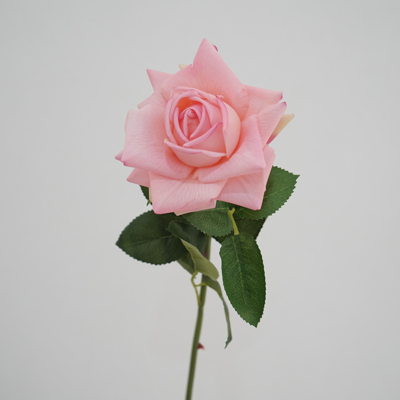 Rosa claro