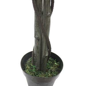Venda quente limoeiro grande planta em vaso planta - Product Image 5