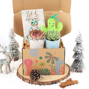 Caja de regalo con maceta de <span class=keywords><strong>Cactus</strong></span> suculenta <span class=keywords><strong>y</strong></span> rellena, plantas <span class=keywords><strong>suculentas</strong></span> cuadradas <span class=keywords><strong>para</strong></span> diseño de interiores, decoración del hogar, Kit de jardinería <span class=keywords><strong>interior</strong></span> - Product Image 4