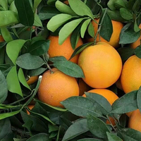 Grosir Buah Jeruk Peach Segar Jingga Pusar Oranye