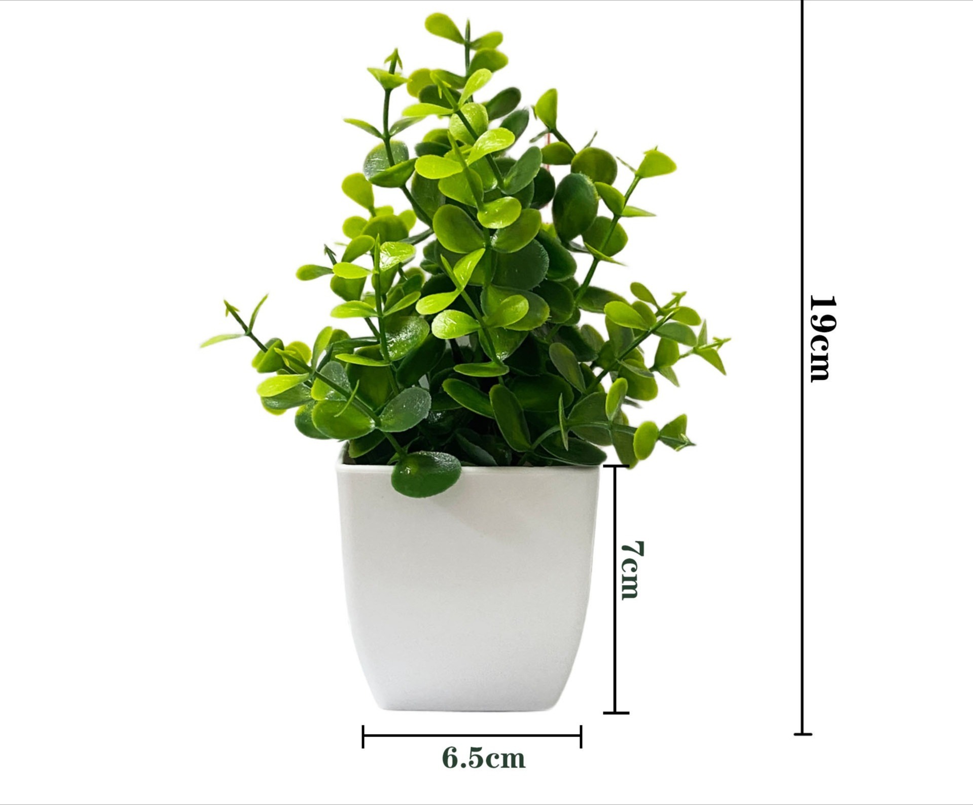 Potted eucalyptus leaves green