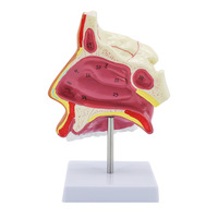 Modelo Anatómico de Ciencias Médicas: Sección Longitudinal de Faringe, Nasofaringe, Cavidad Oral y Laringe en PVC, Cavidades Nasales Humanas