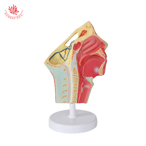 Modèle de crâne humain avec muscles, nerfs et vaisseaux sanguins ; anatomie faciale ; modèle de nerf facial en demi-section humaine - Product Image 2