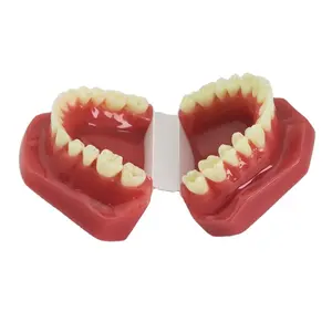 Dental Typodont Teeth Model Orthodontic Model