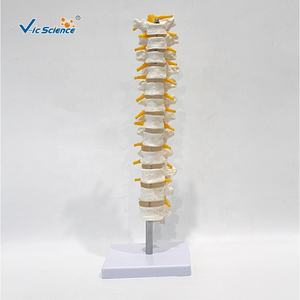 Anatomie nerveuse thoracique et spinale humaine modèle de squelette en PVC grandeur nature modèles de sciences médicales pour une utilisation scolaire - Product Image 1