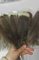 Plumas de cola de pavo salvaje natural a granel de 8-14 pulgadas al por mayor de bajo precio para decoración de festivales