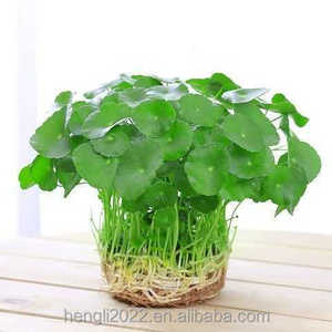 Planta Hidropónica de Hierba del Dinero de Cobre, Planta Hidropónica de Hierba del Dinero Dorada para Interiores, en Maceta, para Mesa de Salón, Fácil de Cultivar - Product Image 6