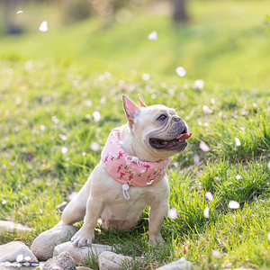 Anpassbarer Kühl-Schal & Halsband für Hunde - Modisches Anti-Hitzschlag Eis-Bandana Universelle Passform für Katzen und Hunde - Product Image 3