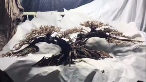 도매 장식 거미 나무 장식 물고기 탱크 장식 자연 수족관 드리프트 나무 - Product Image 5