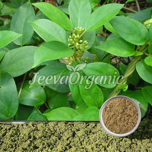 100% Extracto de hierbas puro 10:1 y 20:1 concentración Gotu Kola & Centella Asiatica en polvo de ingredientes naturales - Product Image 2