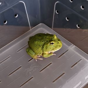 Boîte d'élevage pour grenouilles cornues de 2e génération, boîte d'élevage pour tortues, boîte d'élevage pour <span class=keywords><strong>scorpions</strong></span> et mille-pattes avec plateforme solaire - Product Image 4