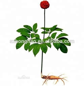 Panax <span class=keywords><strong>Ginseng</strong></span> Ekstresi Tozu Ginsenosidler Tozu %5 %80 Hammadde <span class=keywords><strong>Ginseng</strong></span> Kökü Ekstresi Tozu - Product Image 5