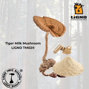 เห็ดนมเสือ LiGNO TM02 สูตรเฉพาะสำหรับแบรนด์ส่วนตัว ได้รับการรับรองฮาลาลและโคเชอร์ อาหารเพื่อสุขภาพ เกรดอาหาร ผู้ผลิตแบบ OEM ODM - Product Image 1