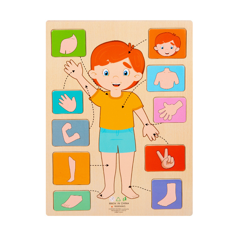 Puzzle de parties du corps masculin