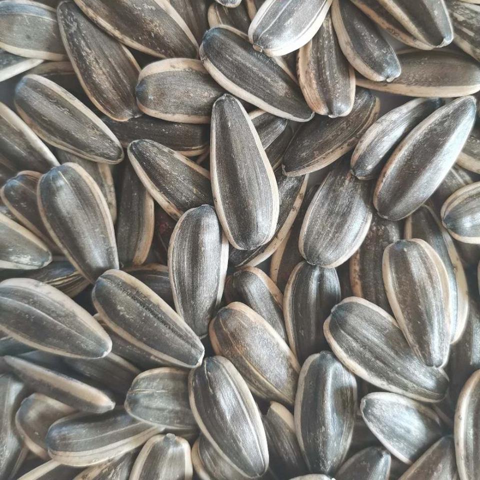 Fast Delivery Best Quality Bird Food White Bulk Sunflower Seeds 361