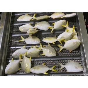 Pompano Congelado Entero IQF <span class=keywords><strong>Trachinotus</strong></span> <span class=keywords><strong>Ovatus</strong></span>, Mariscos Premium, Exportación Directa de Fábrica China, Precio al por Mayor - Product Image 4