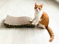 Planche à gratter pour chat en carton ondulé classique, durable, écologique, personnalisée, pour jouets pour chat